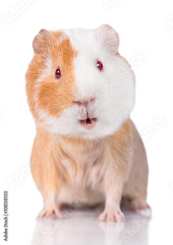 Funny guinea pig with open mouth isolated on white