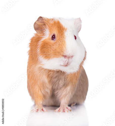 Guinea pig with red eyes isolated on white