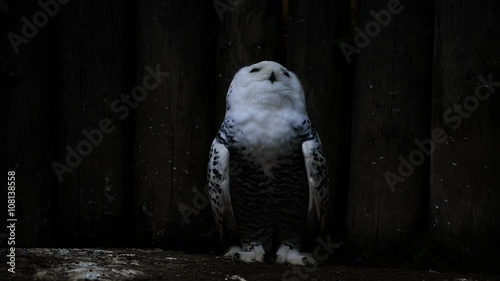 snowy owl - nyctea scandiaca photo