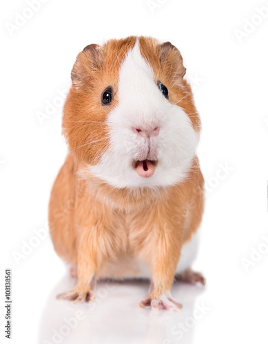 Funny guinea pig with open mouth isolated on white