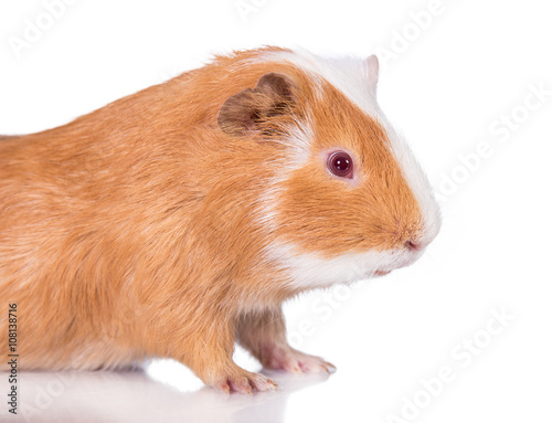 Portrait of guinea pig isolated on white
