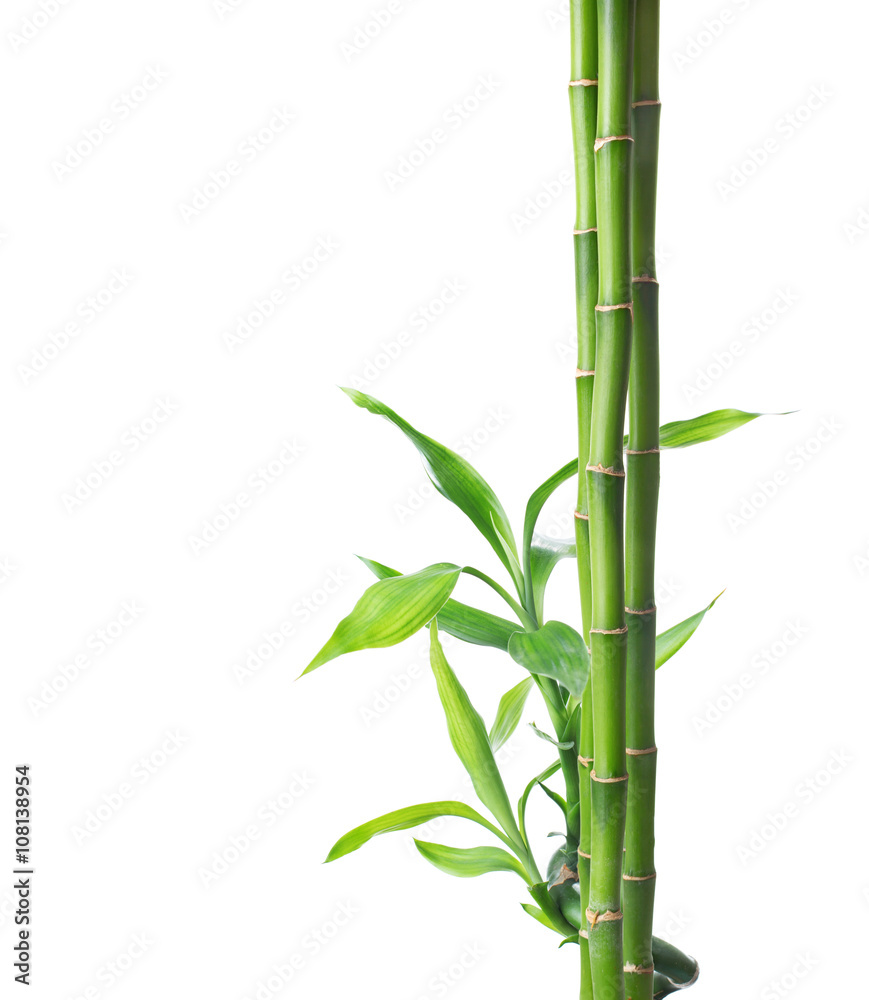 Branches of bamboo isolated on white background. - obrazy, fototapety, plakaty 