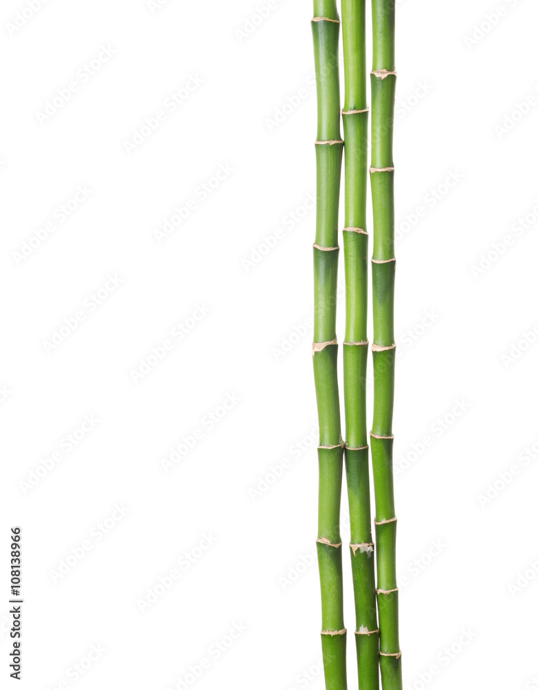 Obraz premium Three branches of bamboo isolated on white background.