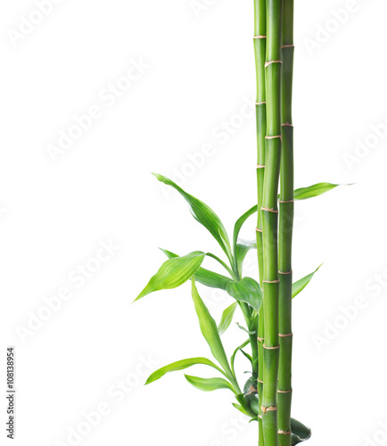 Branches of bamboo isolated on white background. © antonel