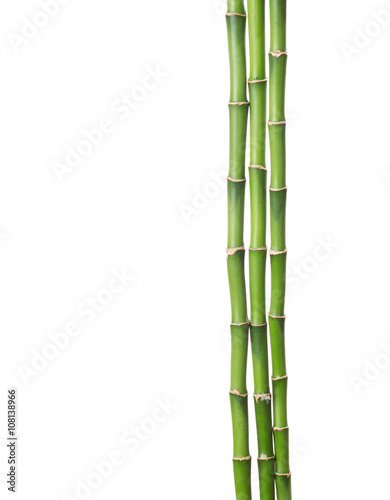 Fototapeta Naklejka Na Ścianę i Meble -  Three branches of bamboo isolated on white background.