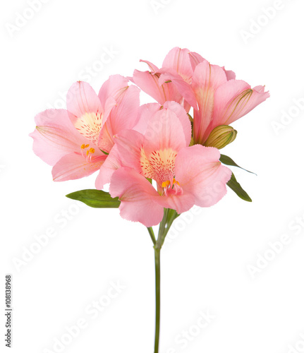 Pink flowers  Alstroemeria  isolated on white.