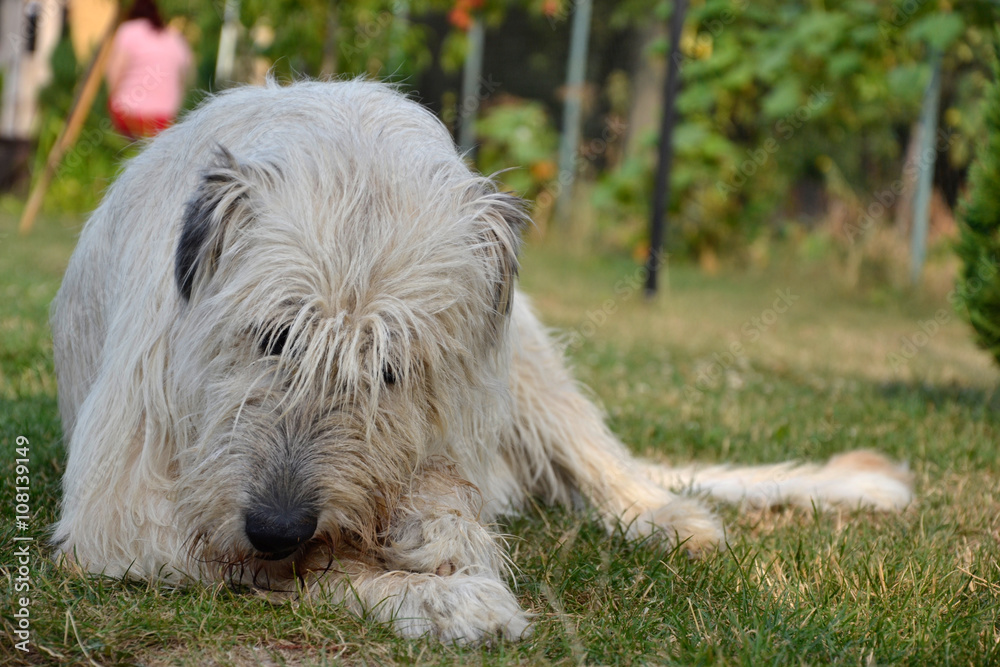 Lying Irish Wolfhound dog eats bone on the grass. The dog gnaws a bone in the garden on the lawn Lying Irish Wolfhound dog eats bone on the grass. The dog gnaws a bone in the garden on the lawn