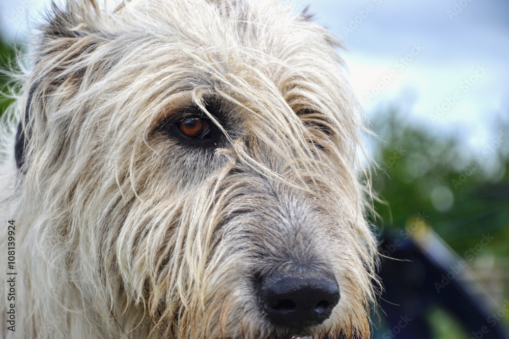 Portrait of beauty Irish wolfhound dog posing in the garden