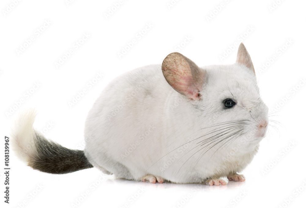 Obraz premium chinchilla in hands