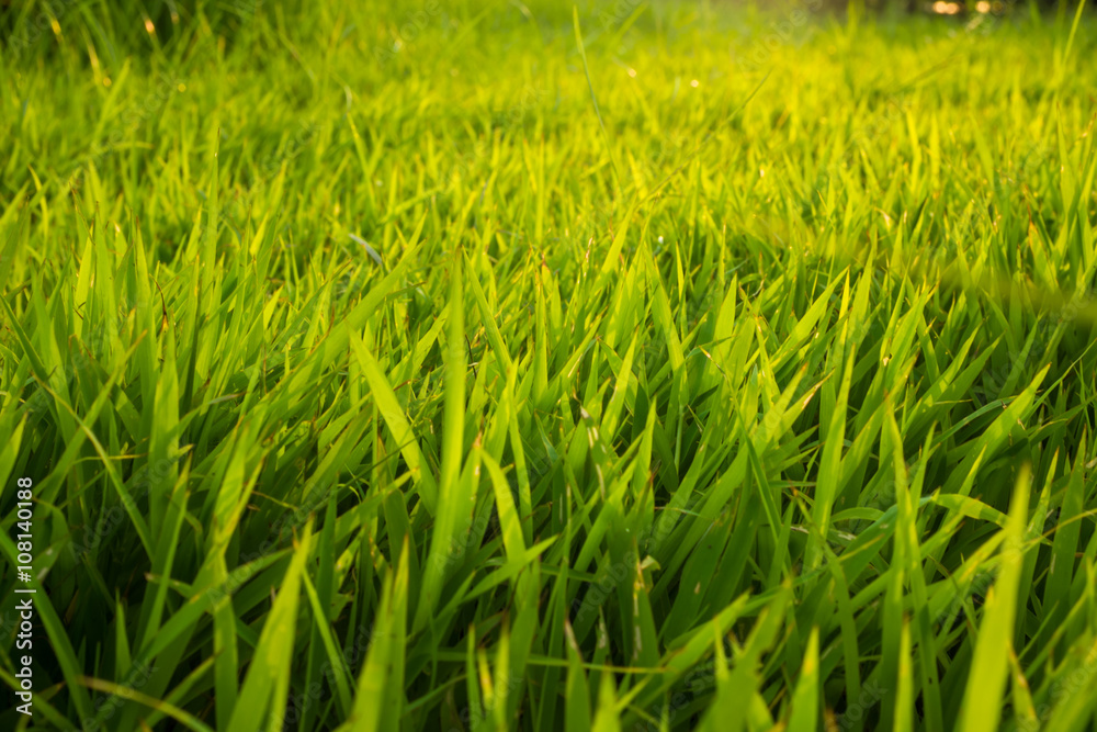 Green grass background texture Green grass background texture