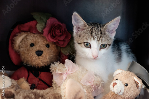 Tabby kitten and teddy bears © andrewhagen