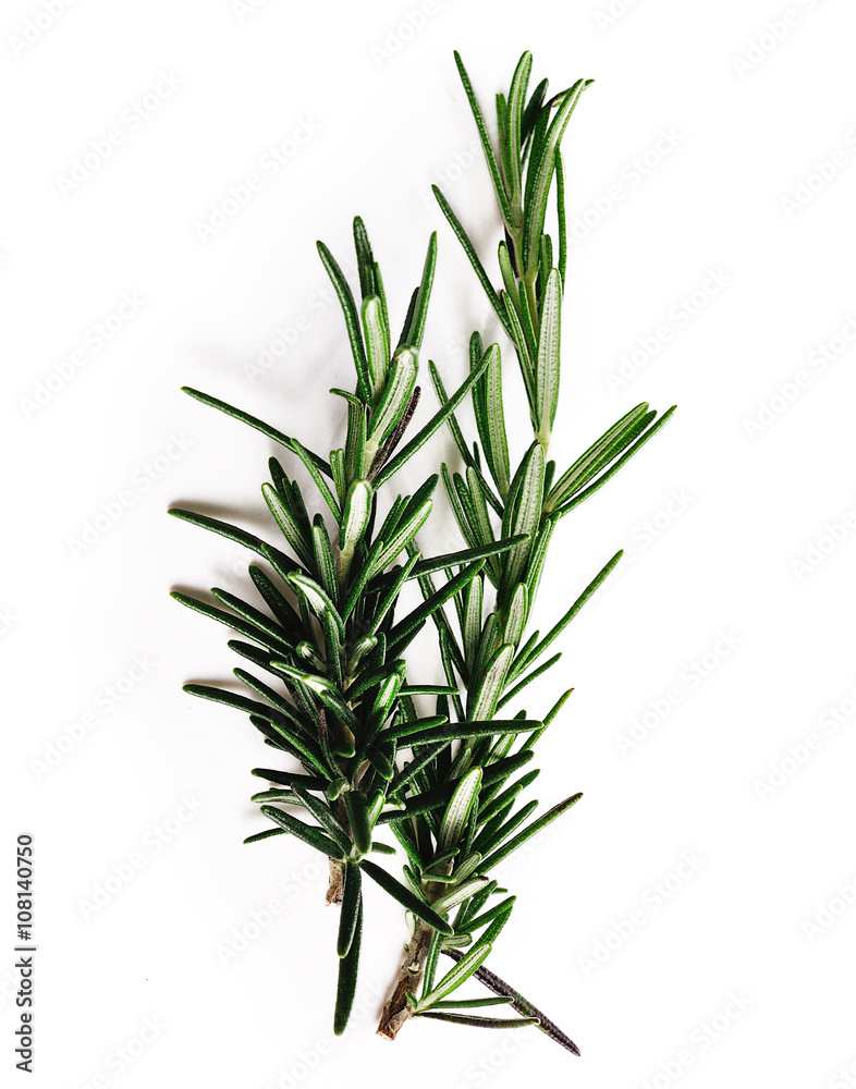 Fototapeta premium rosemary isolated on white background