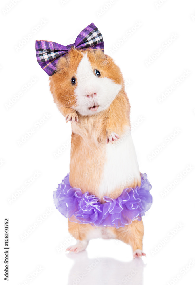 Funny dressed guinea pig dancing isolated on white фотография Stock | Adobe  Stock