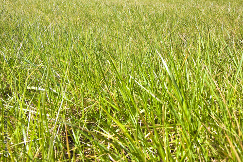 Green wild grass field background 