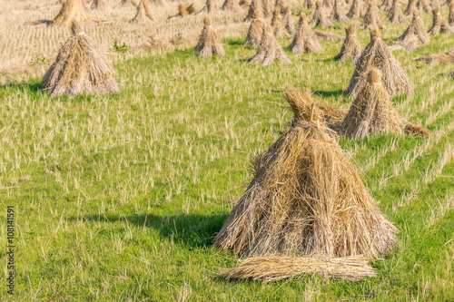 Rice straw hay in field residues. The rice field in Japan, Asia.