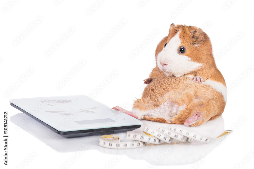 Chubby hotsell guinea pig