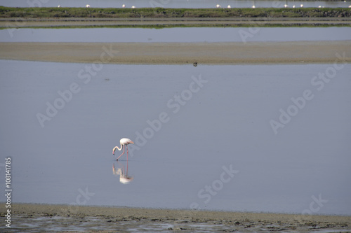 Flamingo's at the bay of Kaloni Lesvos Greece photo