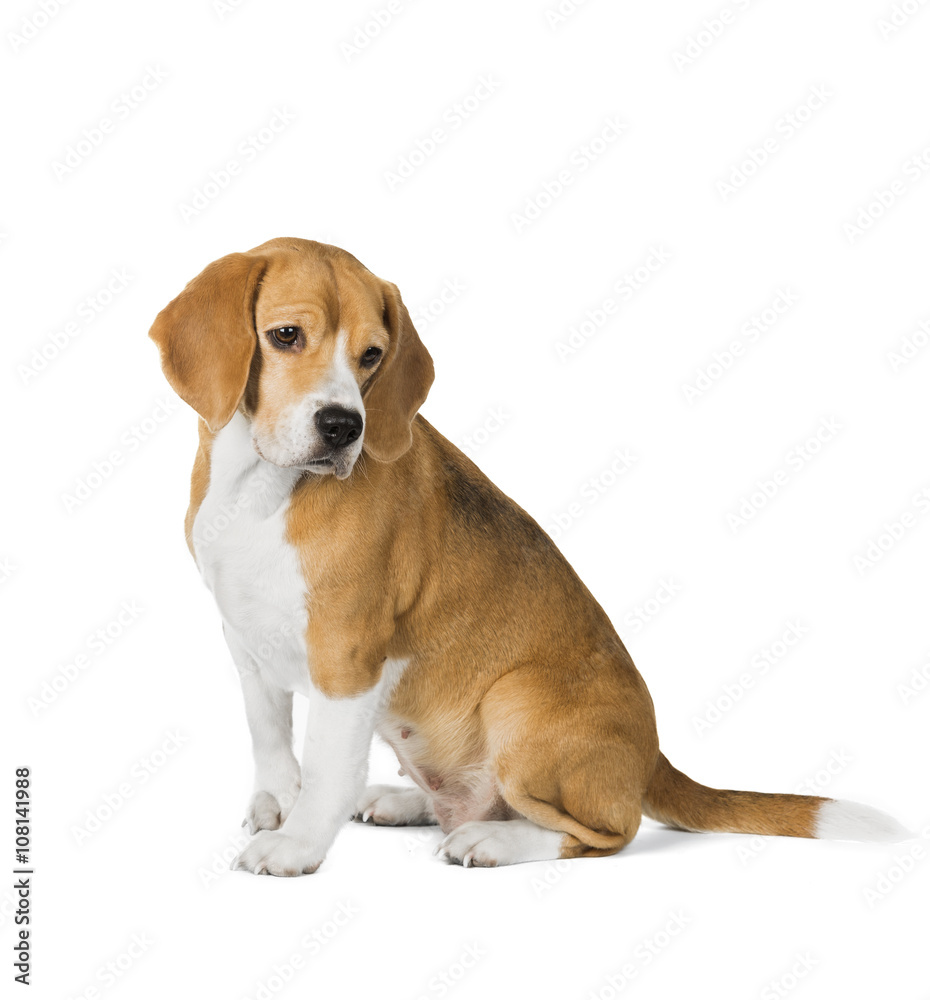 cute beagle dog isolated on white background