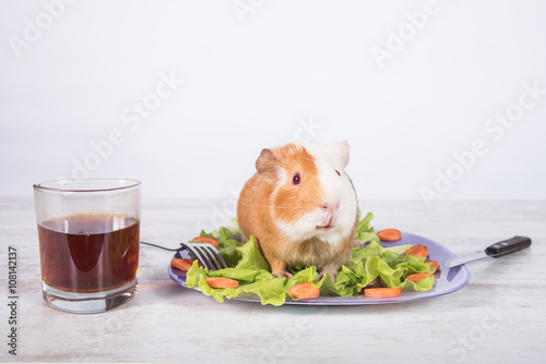 Guinea pig sitting on the decorated plate