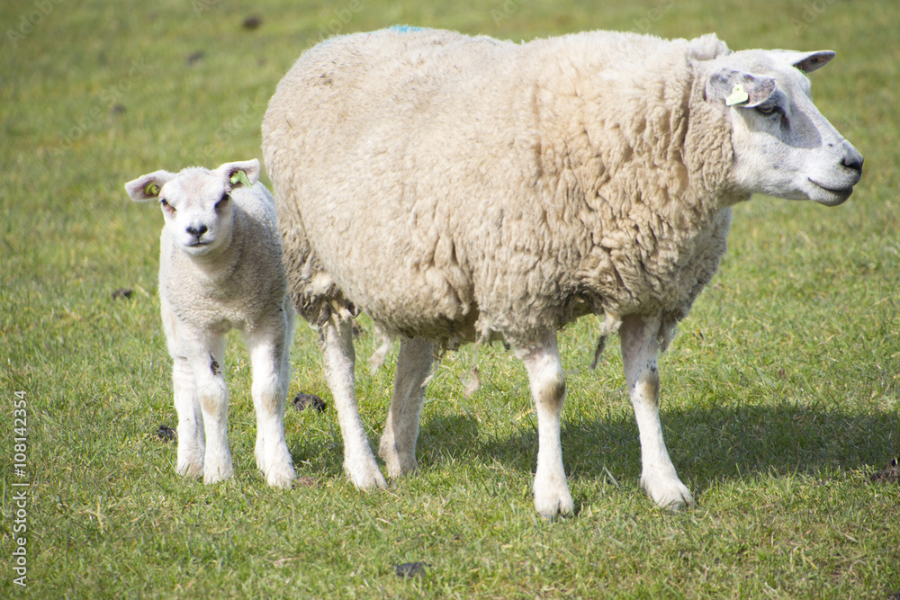 sheep walking in grassland at springtime