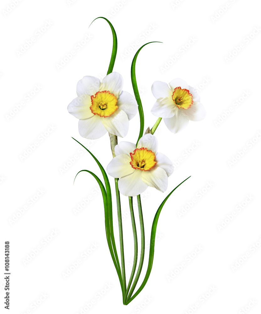 spring flowers narcissus isolated on white background spring flowers narcissus isolated on white background