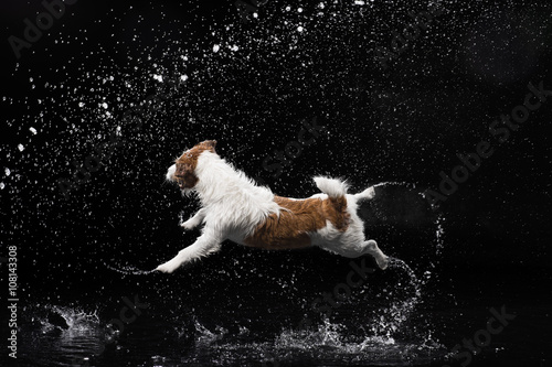 Jack Russell Terrier with water on black background