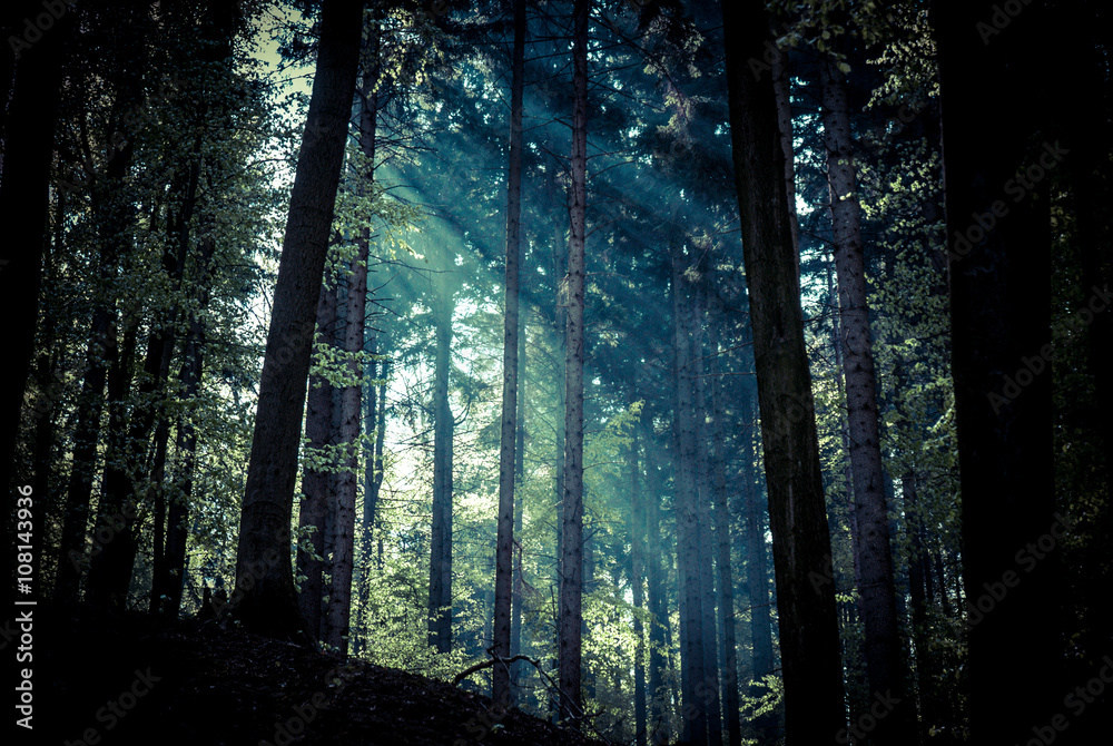 Fototapeta premium Forest sun gate