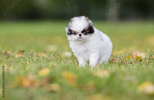 puppy Japanese chin in a Park