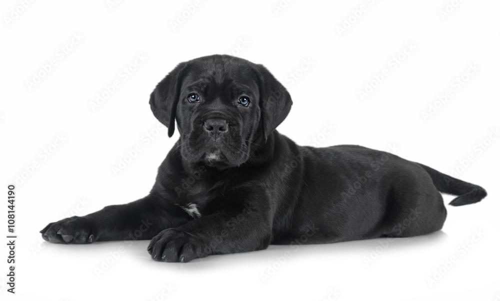 puppy Cane Corso puppy Cane Corso