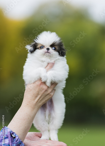 Fototapet puppy Japanese chin in a Park