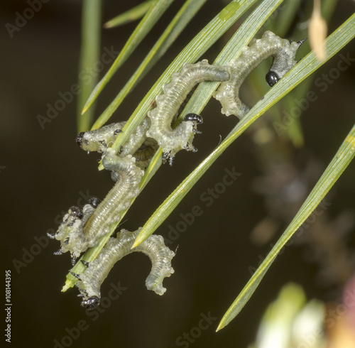 European pine sawfly larvae on pine tree photo