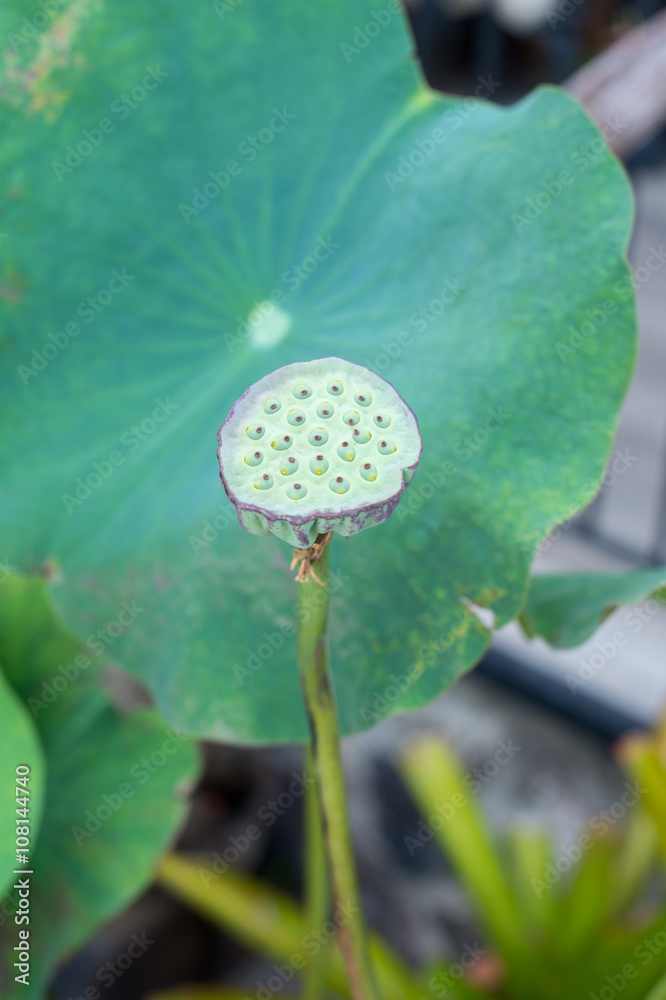 Lotus seed, lotus leaf and flower.. Lotus seed, lotus leaf and flower..
