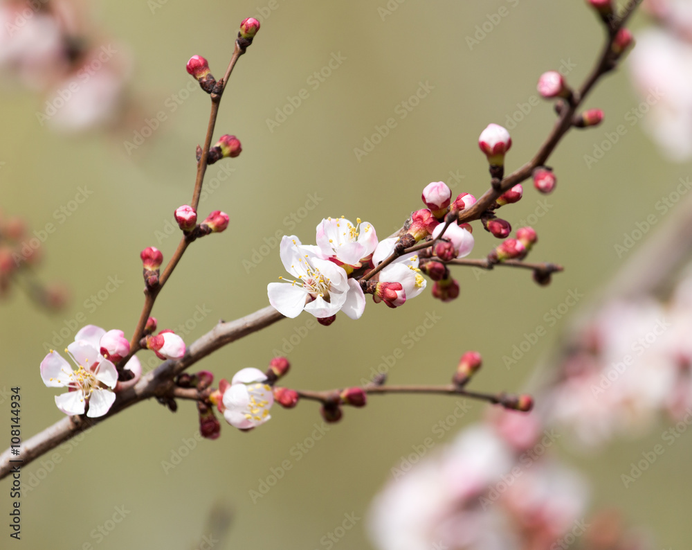 apricot flowers on a tree in nature apricot flowers on a tree in nature