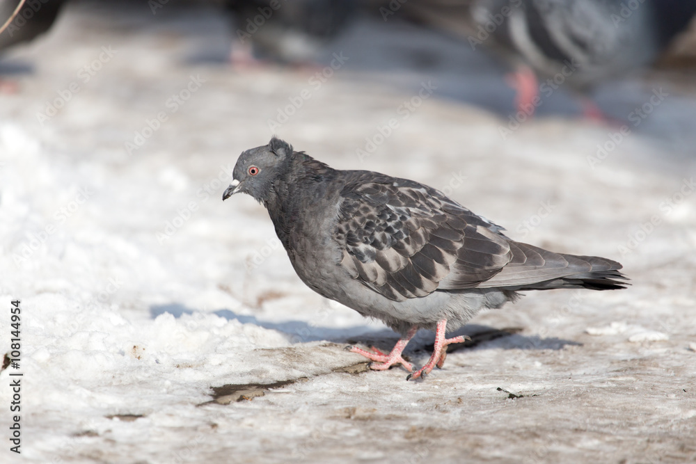 dove in the snow on the nature dove in the snow on the nature