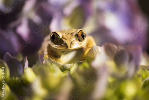 Big Eye Tree Frog © angiehunt111