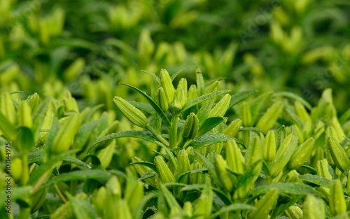Green floral buds in crop of lilies