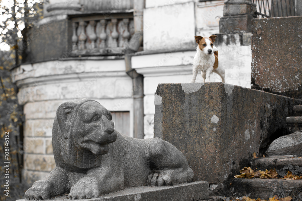 Jack Russell Terrier