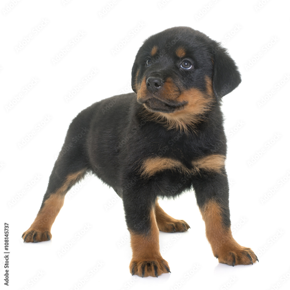 puppy rottweiler in studio