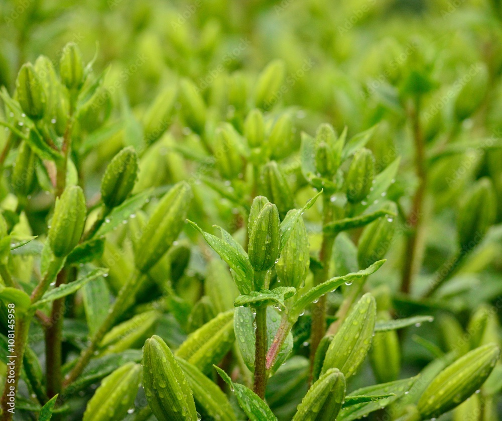 Green floral buds in crop of lilies Green floral buds in crop of lilies