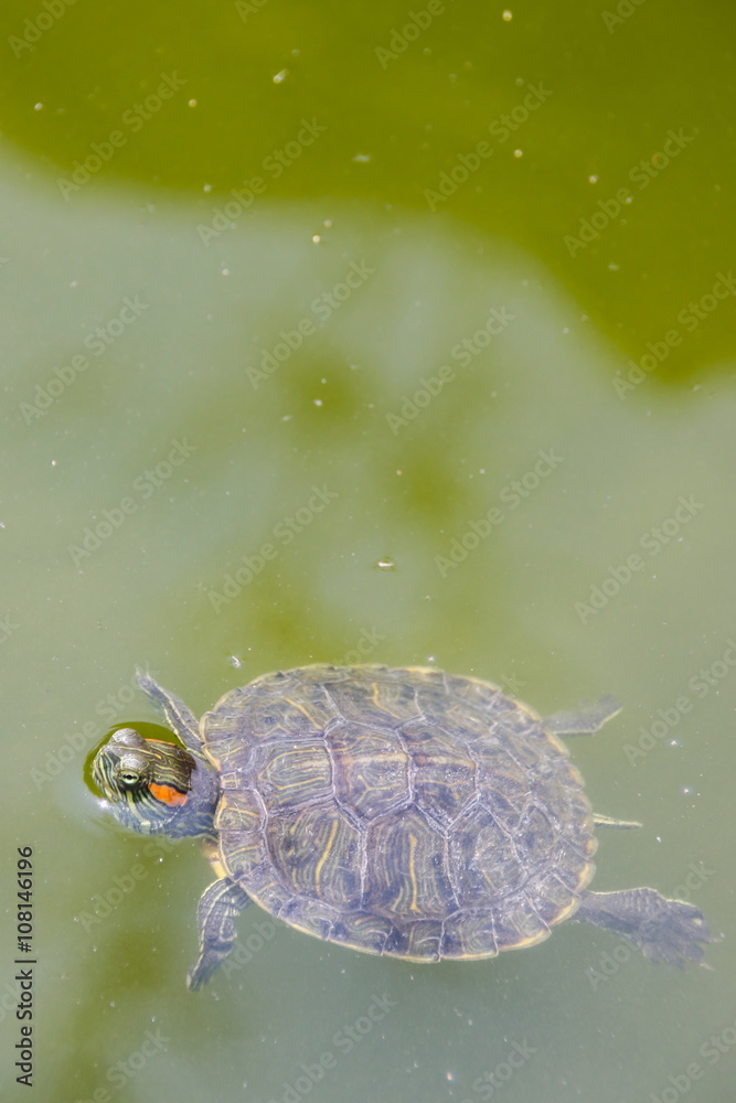 Red-eared slider, Turtle Red-eared slider, Turtle
