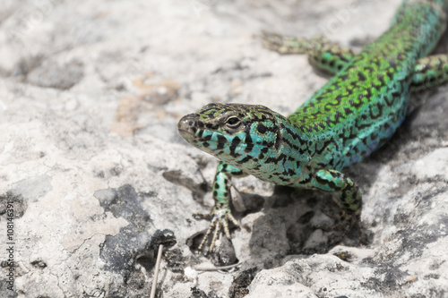 Lizard in Formentera