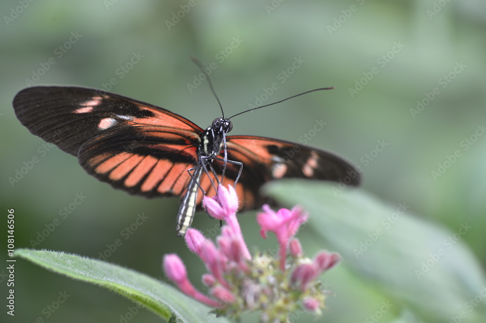 Tropical butterfly sitting on the flower. Tropical butterfly sitting on the flower.