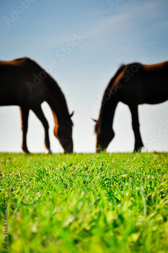 Silhouettes of two horses grazing on the green pasture. Couple of horses in love.