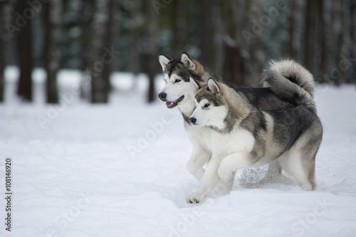 two Alaskan Malamute in the Park