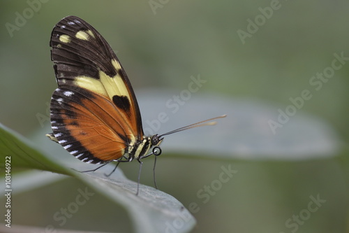 Tropical colorful butterfly closeup picture. © kertis
