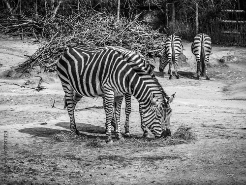 Zebras in a zoo