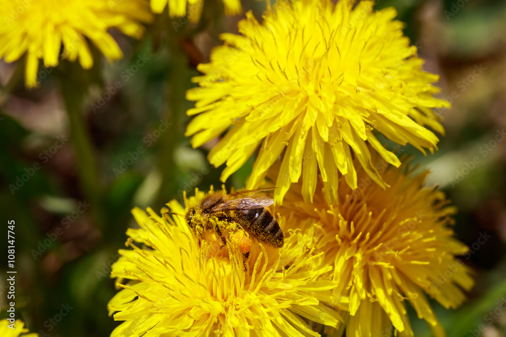 Honeybee on wild yellow flowers closeup Honeybee on wild yellow flowers closeup