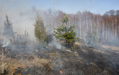 Wallpaper Mural forest fire Torontodigital.ca