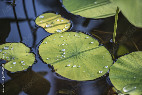 Lily pads with water drops