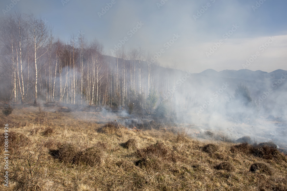 forest fire forest fire